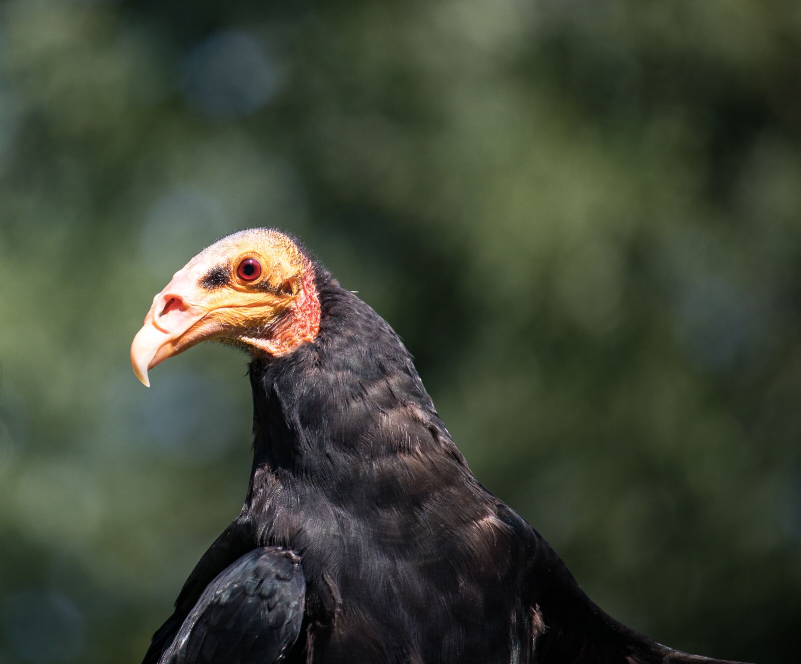 Canon EF-S 55-250mm F4-5.6 IS STM sample photo. Vulture, raptor, bird photography