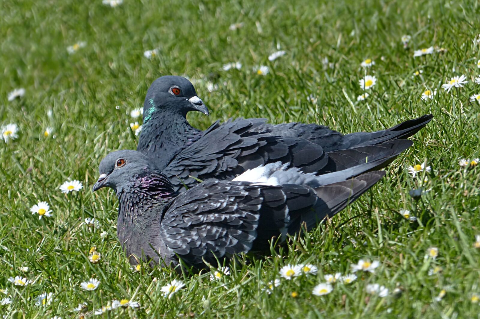 Panasonic Lumix DMC-FZ200 sample photo. Bird, dove, wild pigeon photography