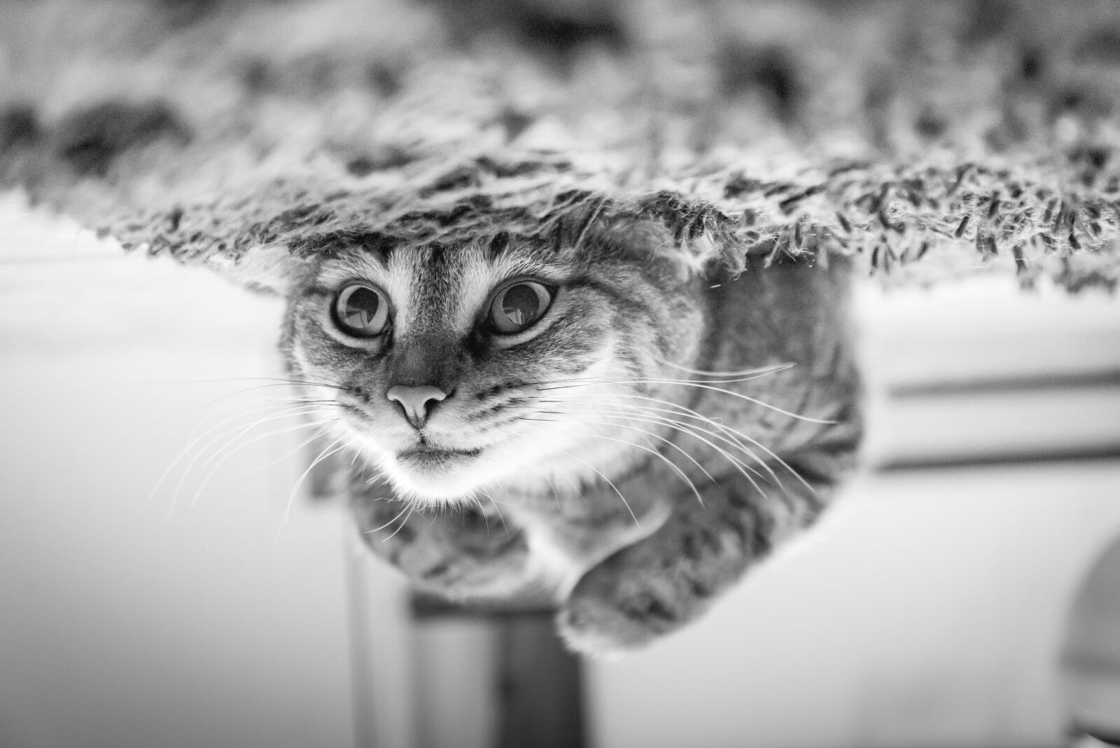 Nikon D600 sample photo. Cat, animal, pet photography