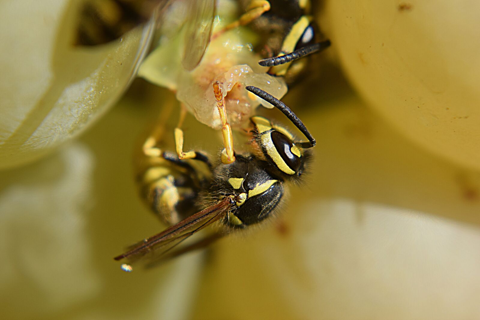 Nikon D3300 sample photo. Nature, wasp, insect photography