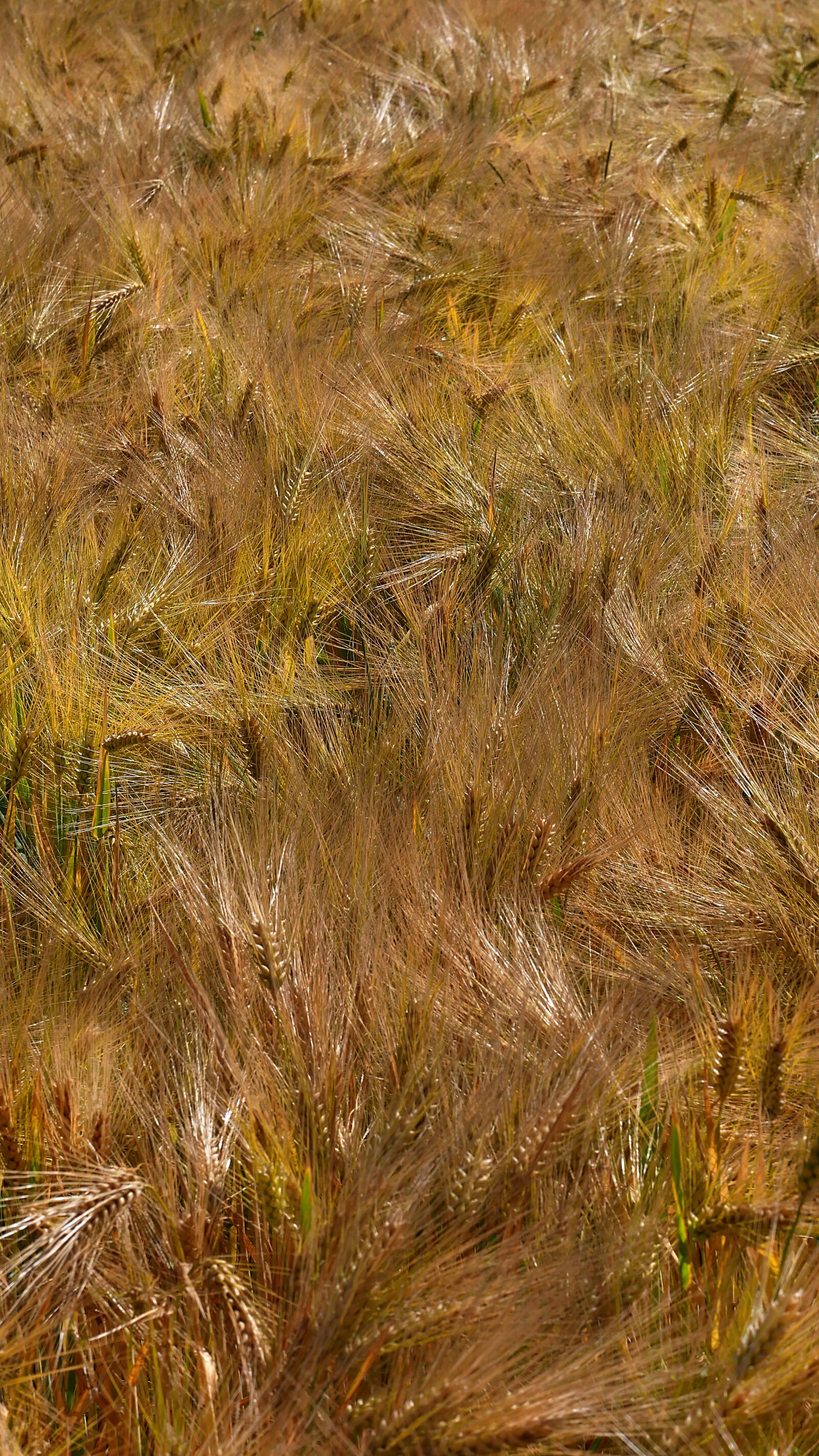 Panasonic Lumix DMC-GX85 (Lumix DMC-GX80 / Lumix DMC-GX7 Mark II) sample photo. Texture, barley, agriculture photography