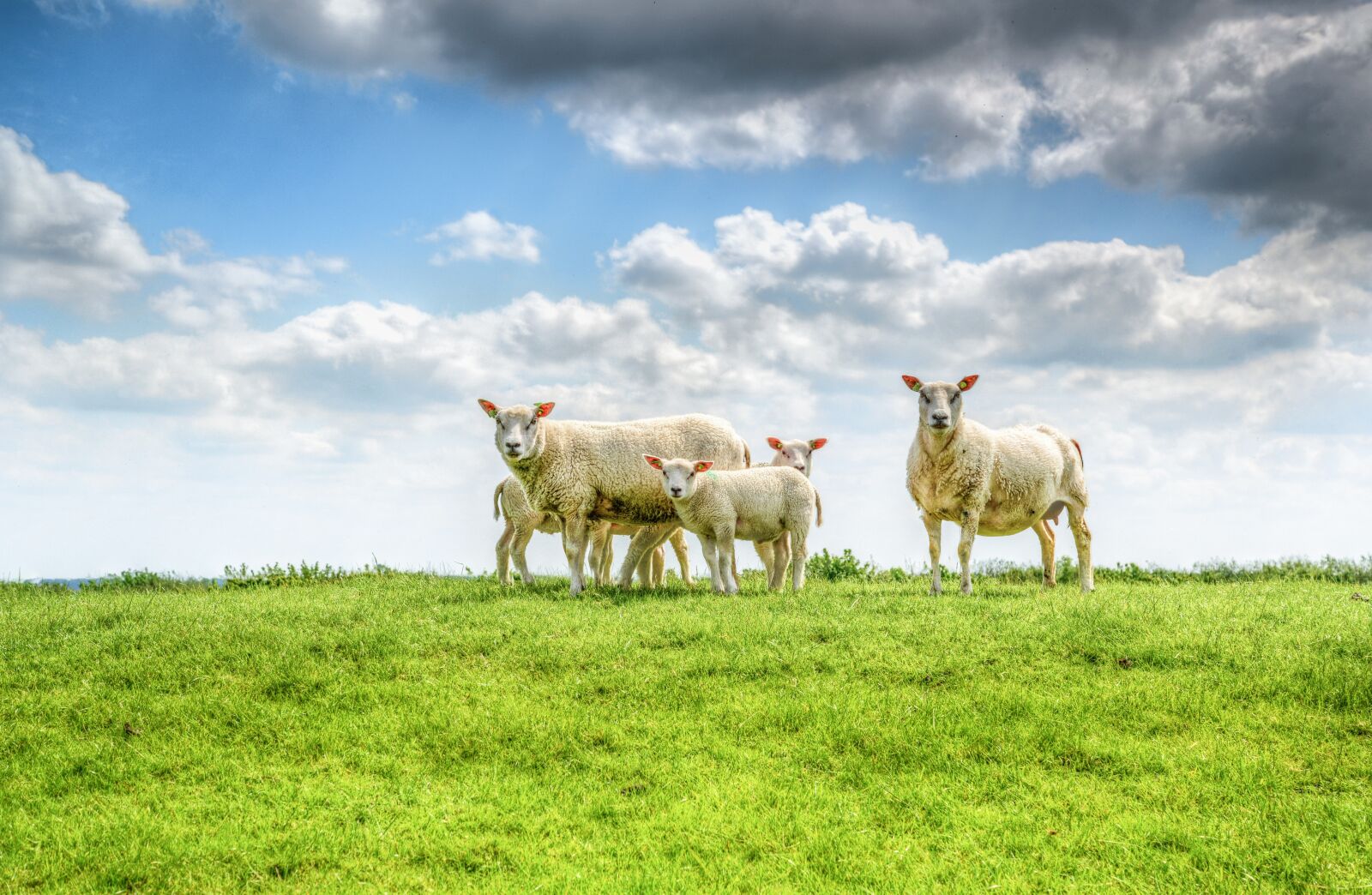 Nikon D610 sample photo. Sheep, family, dike photography