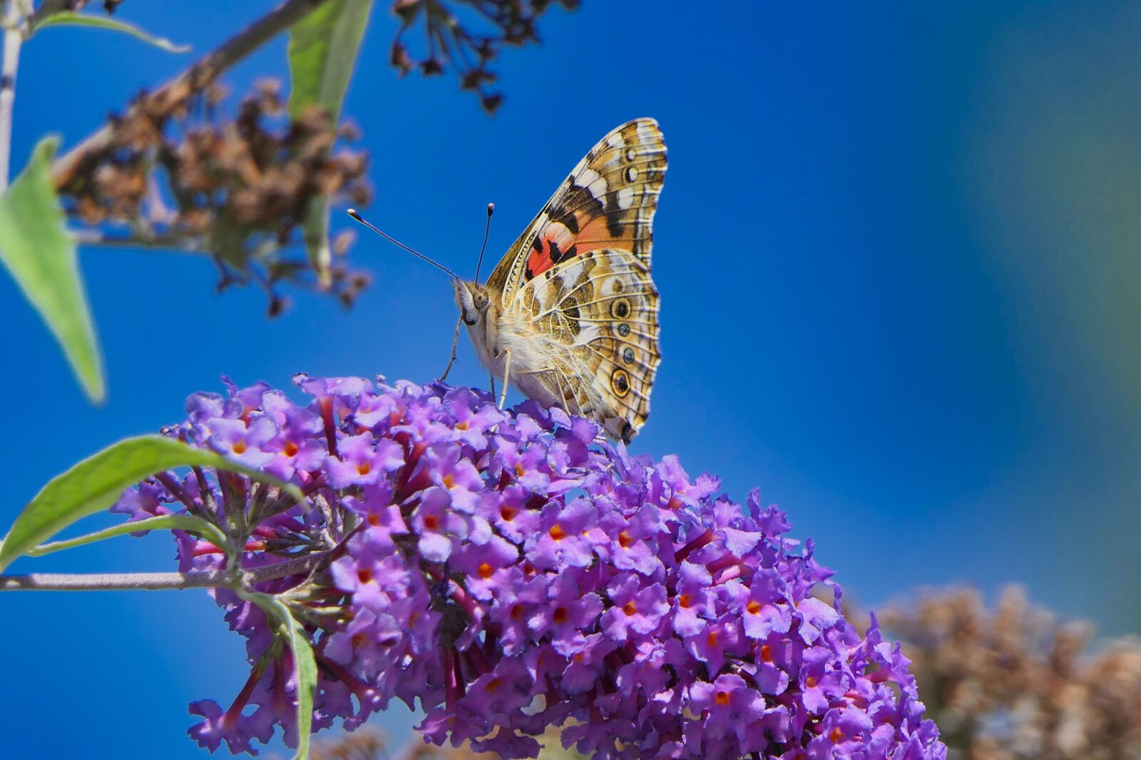 Panasonic Lumix DMC-FZ2500 (Lumix DMC-FZ2000) sample photo. Butterfly, vanessa cardui, summer photography