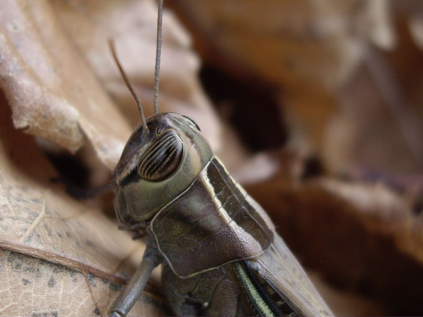 Pentax OPTIO A10 sample photo. Grillo, insect, armor photography