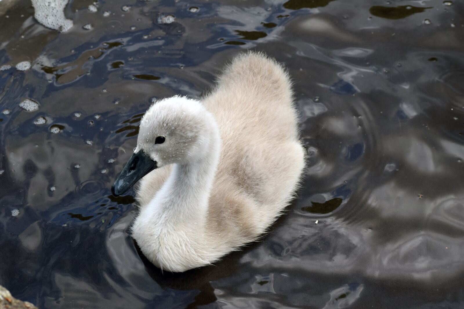 Nikon D3300 sample photo. Mute swan, mute swan photography