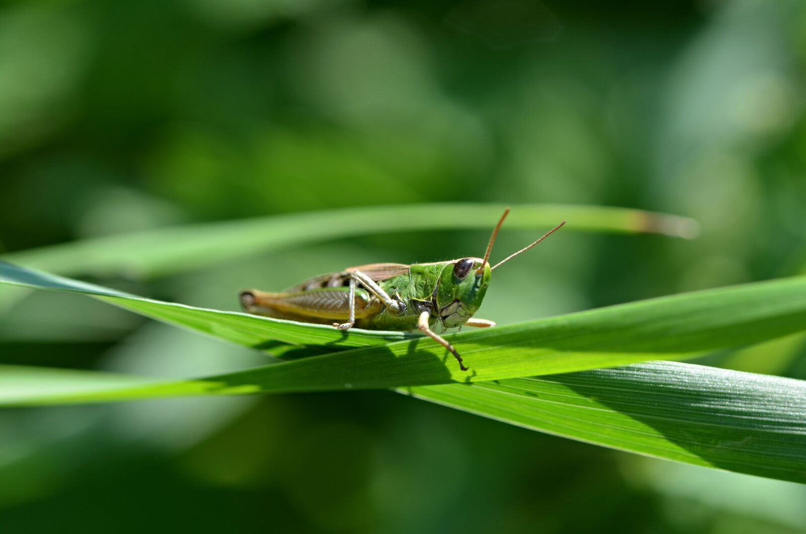 Nikon D5100 sample photo. Grasshopper, animal, nature photography