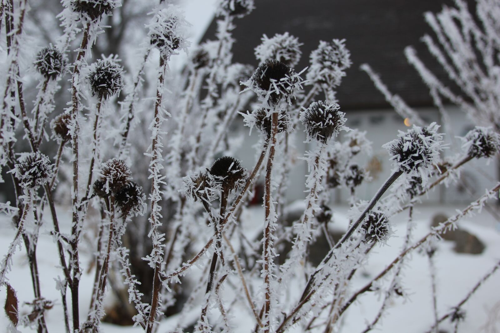 Canon EOS 550D (EOS Rebel T2i / EOS Kiss X4) sample photo. Seed pods, frost, garden photography