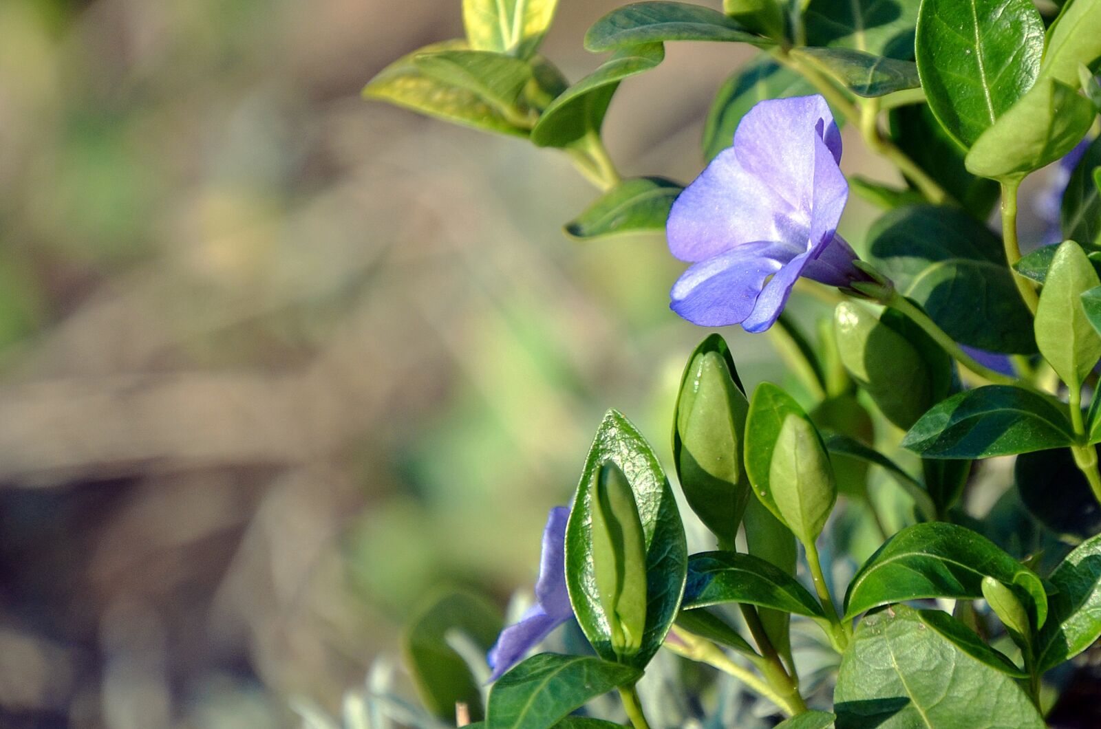 Nikon D7000 sample photo. Meténg, spring, blue photography