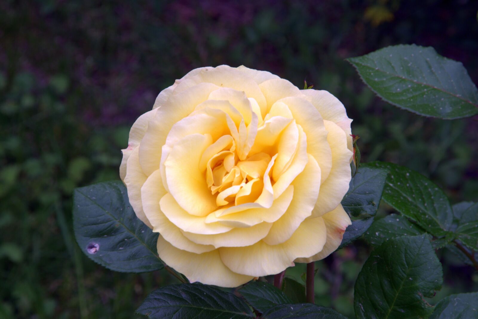 Pentax K-S2 sample photo. Rose, tea, orange photography