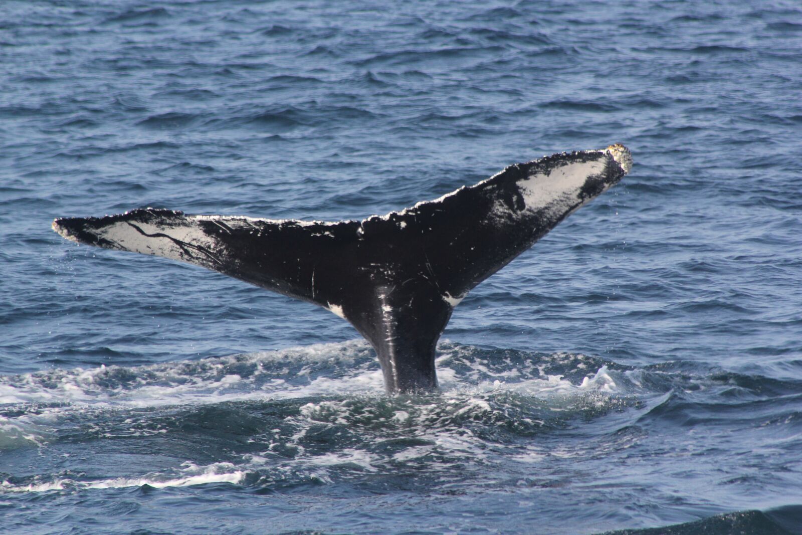 Canon EOS 550D (EOS Rebel T2i / EOS Kiss X4) sample photo. Whale tail, fluke shot photography