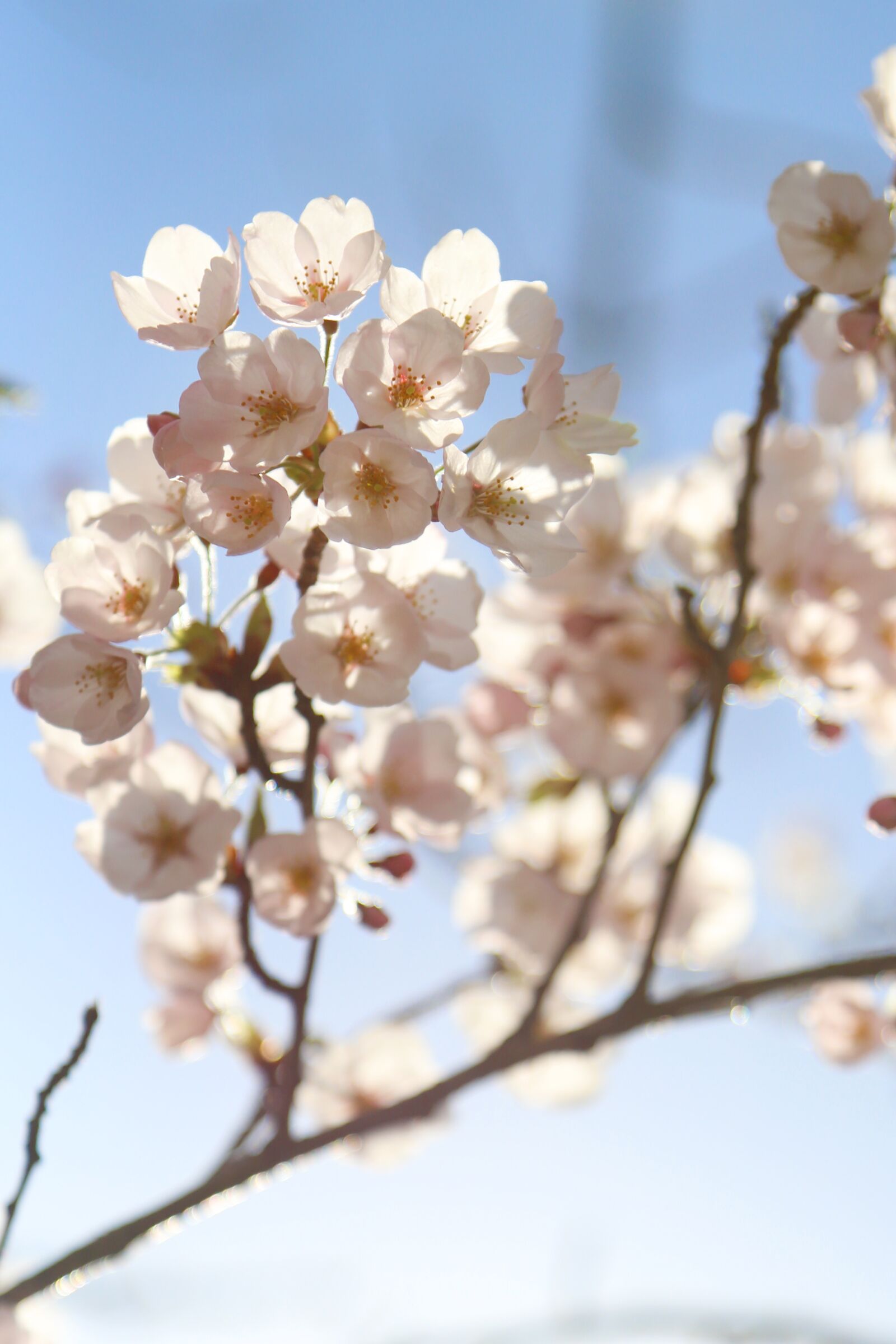 Canon EF 24-105mm F4L IS USM sample photo. Cherry blossoms, cherry tree photography
