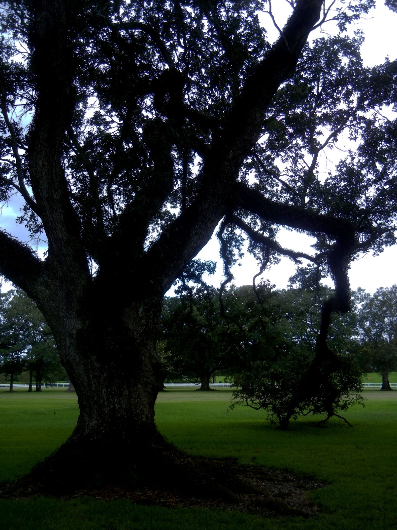 Nikon Coolpix S8100 sample photo. New orleans, tree photography