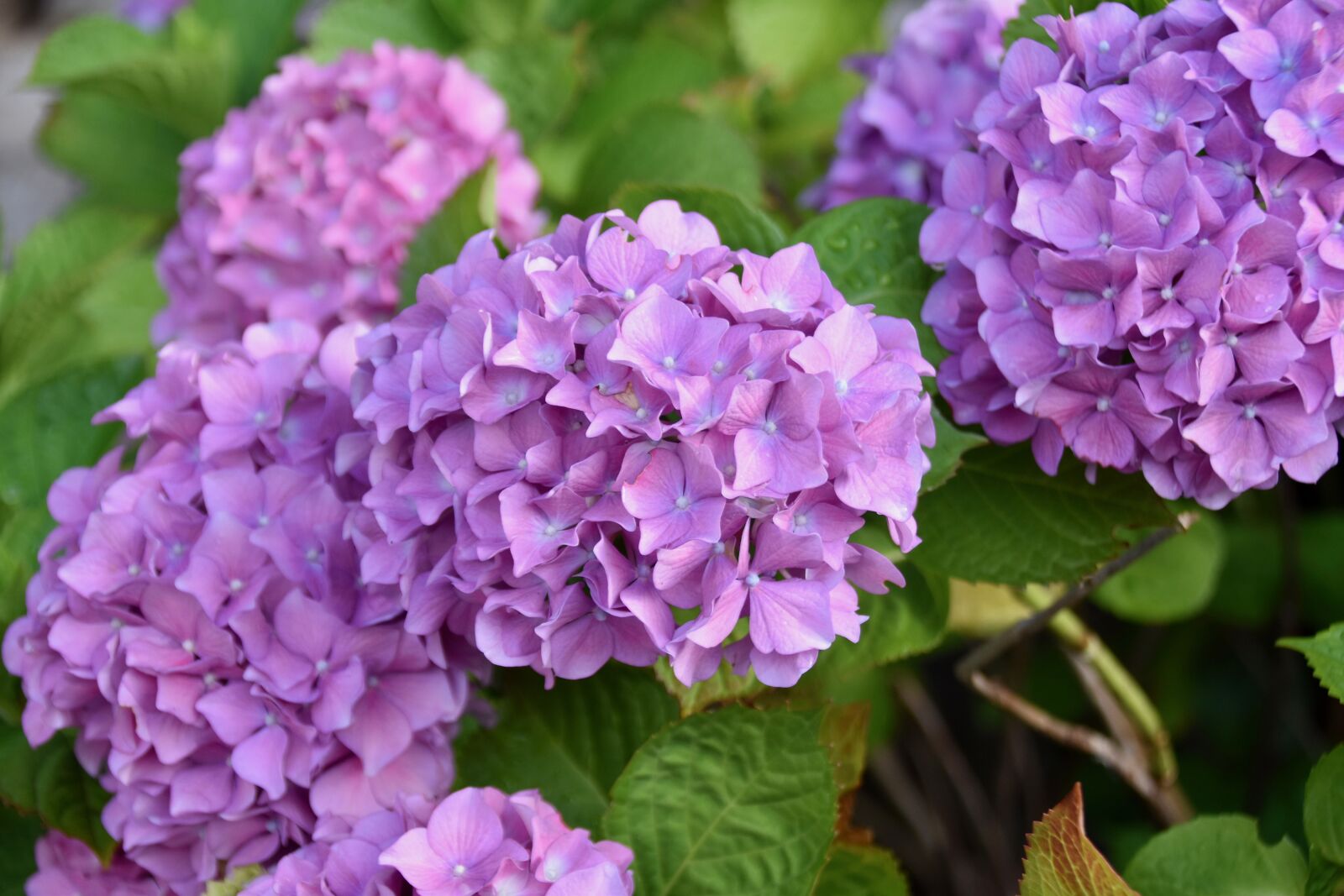 Nikon D5600 sample photo. Flower, flowers, flower hydrangea photography
