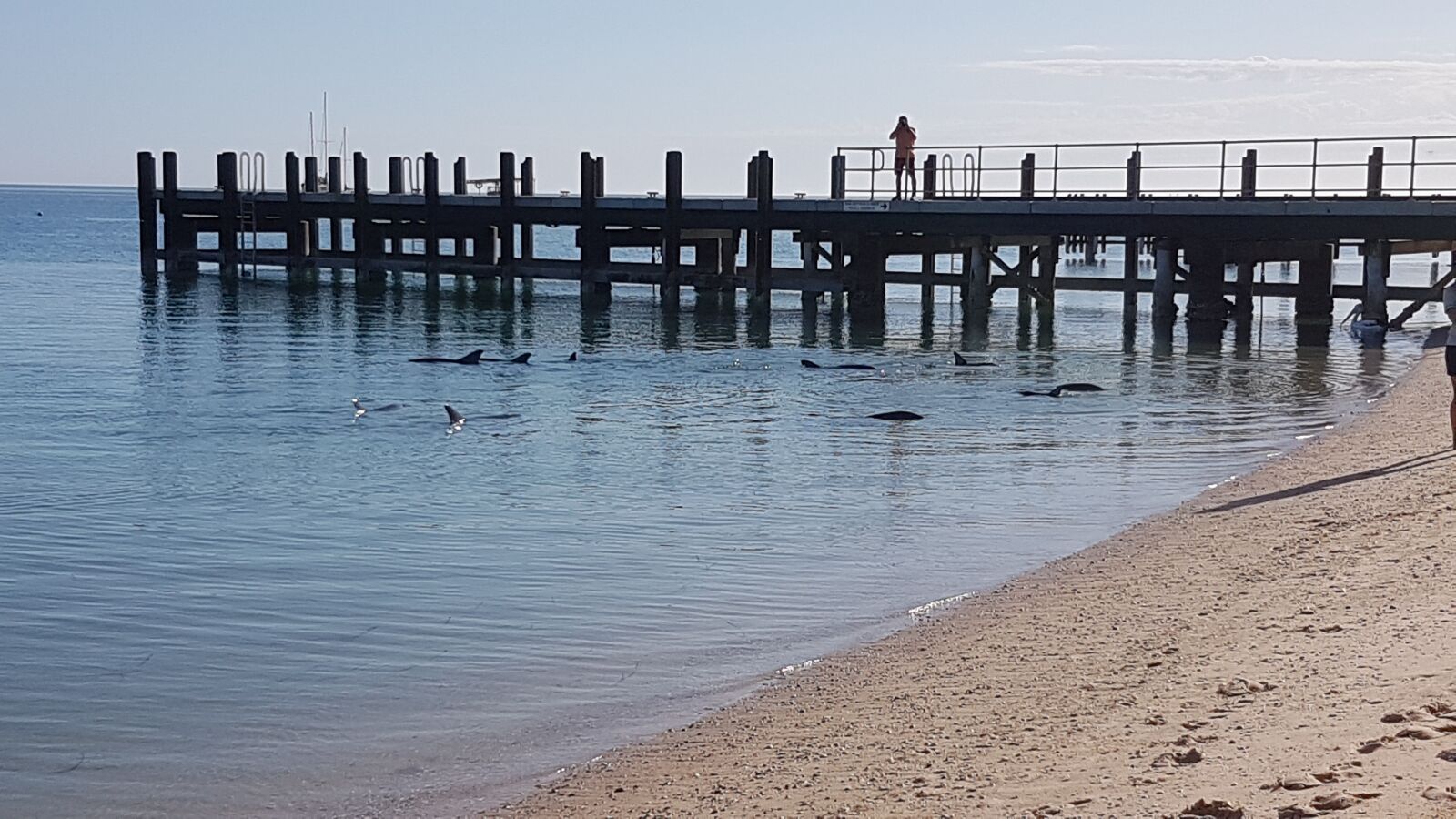 Samsung Galaxy S7 sample photo. Monkey mia, western australia photography