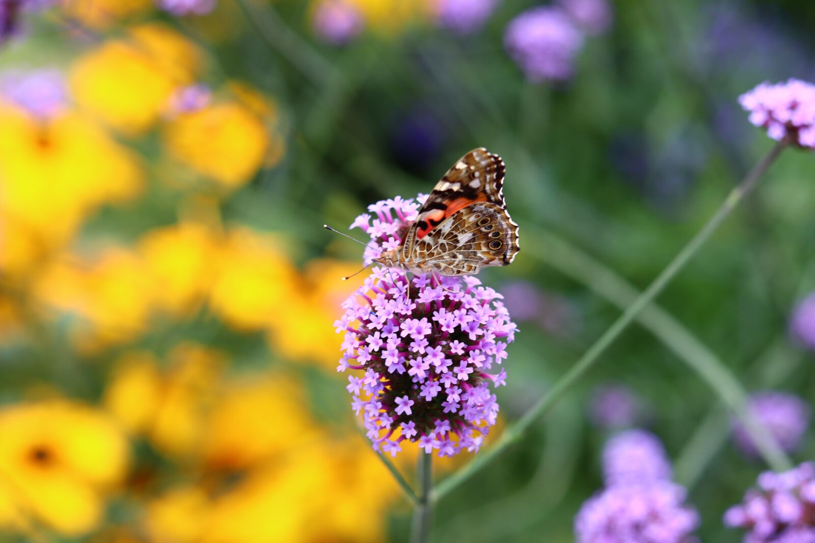 Canon EOS M50 (EOS Kiss M) + Canon EF 50mm F1.8 STM sample photo. Butterfly, summer, spring photography