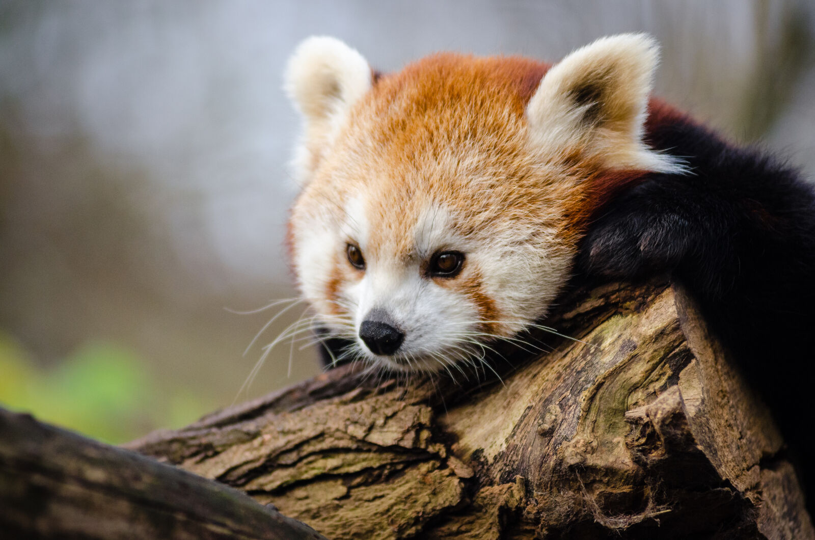 AF Zoom-Nikkor 80-200mm f/2.8 ED sample photo