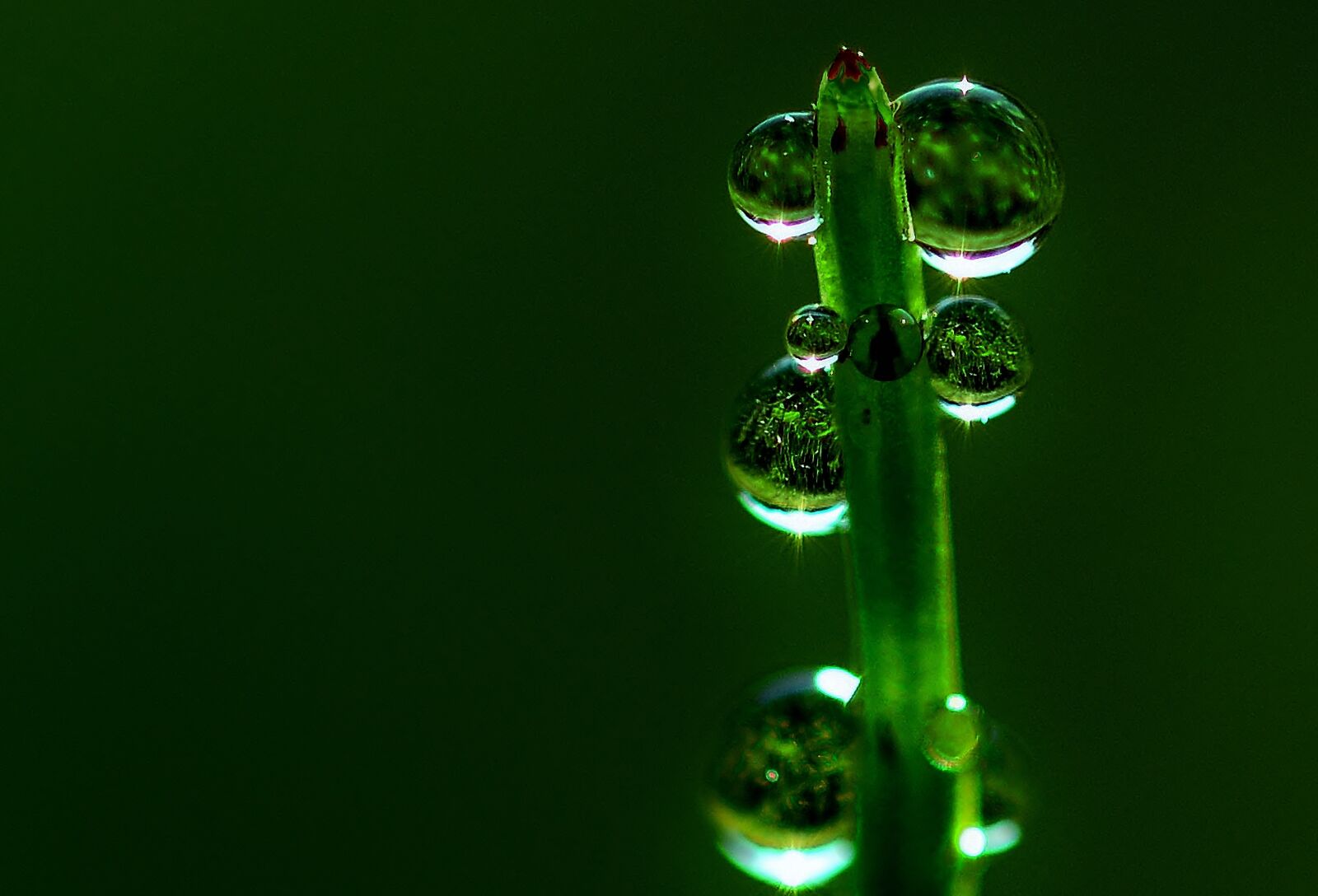 Nikon D5200 sample photo. Morgentau, horsetail, macro photography