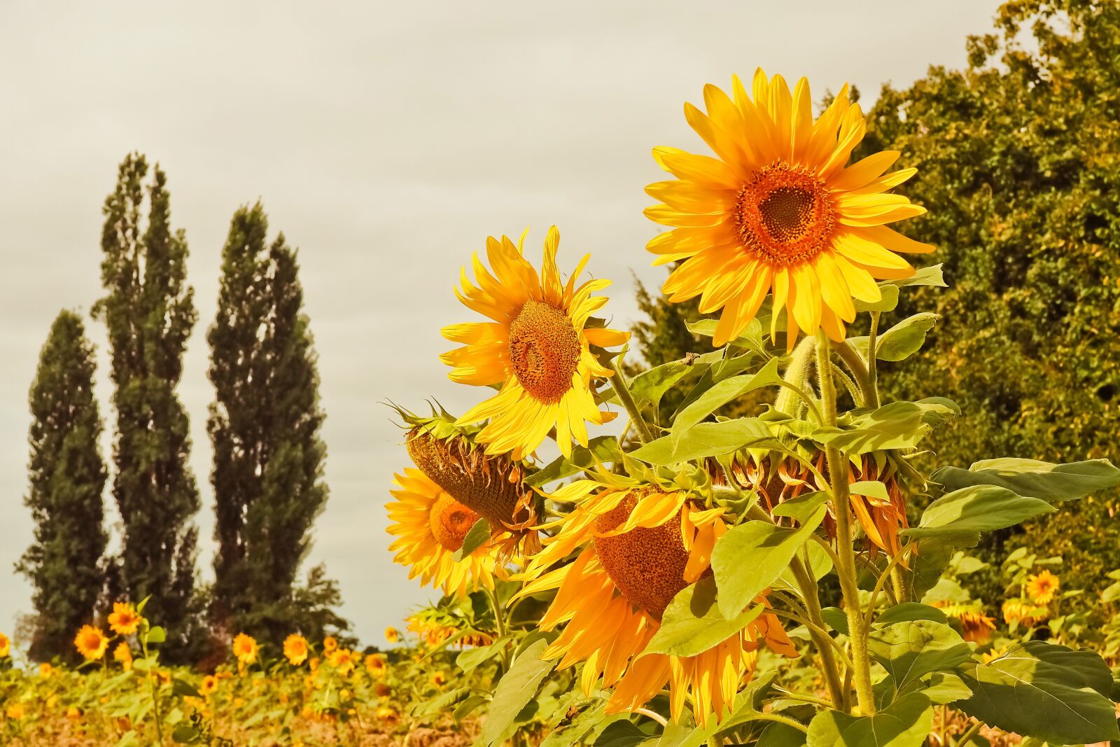 Olympus OM-D E-M10 sample photo. Sunflower, flowers, yellow photography