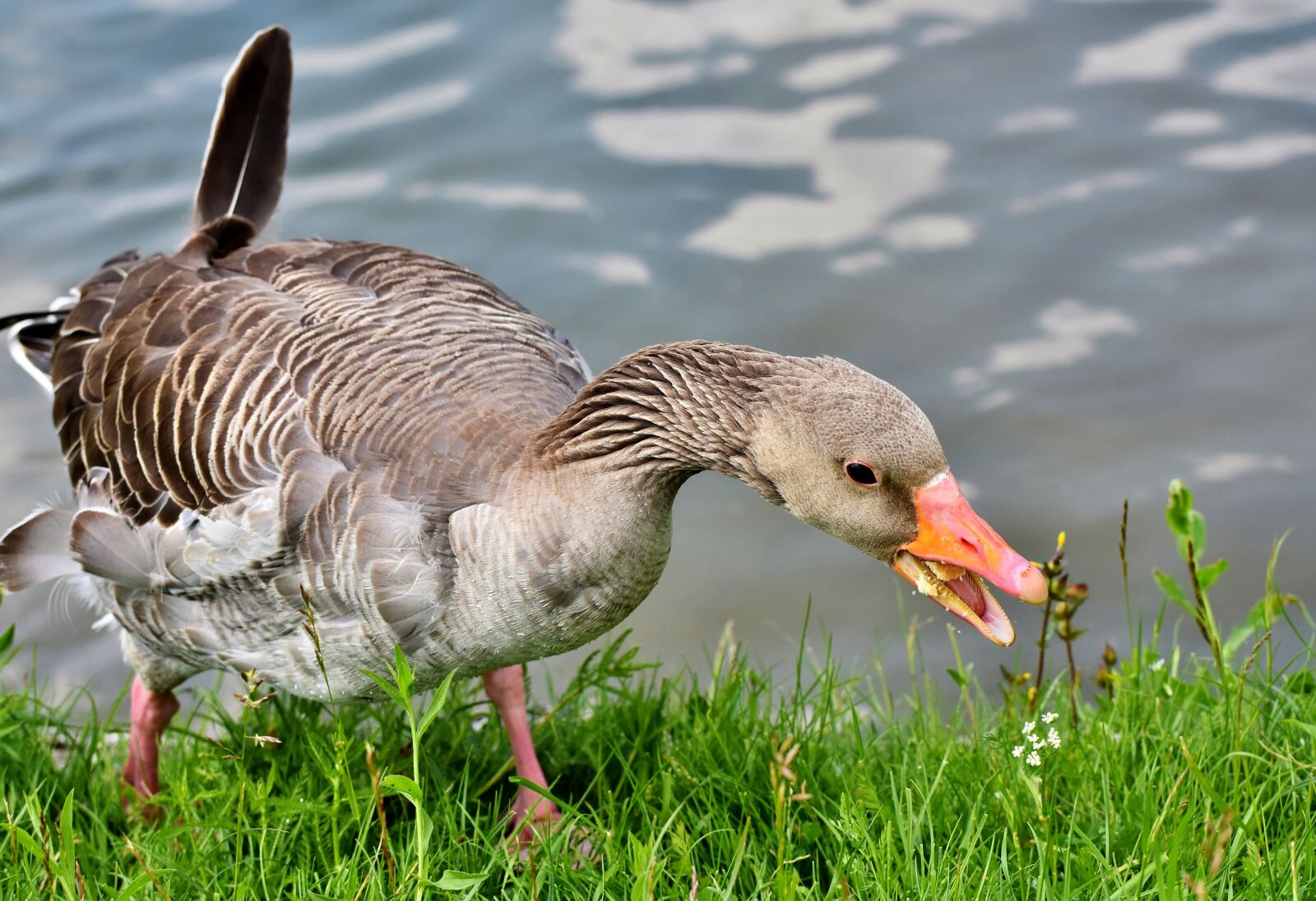 Nikon D7200 sample photo. Greylag goose, wild goose photography