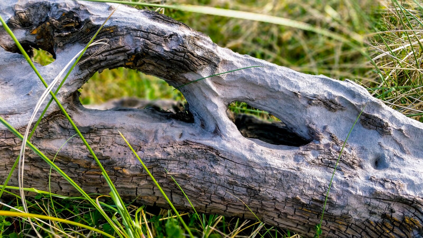 Samsung Galaxy S5 sample photo. Nature, wood, outdoors photography