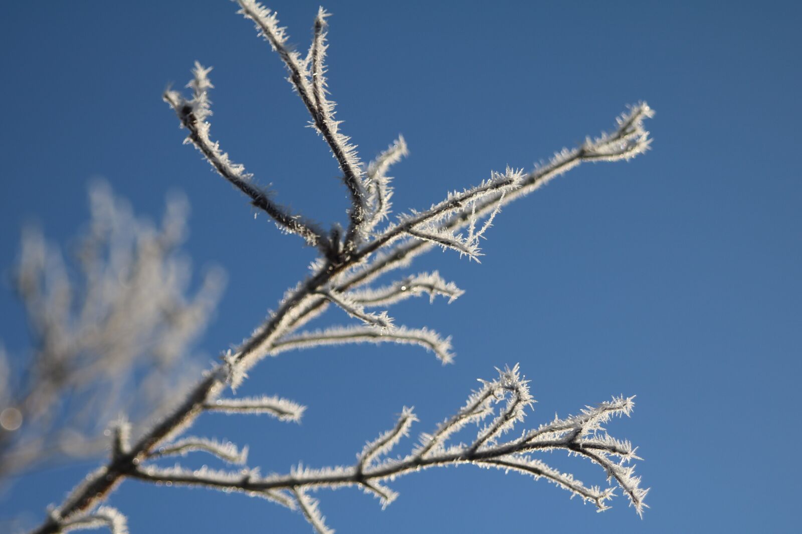Canon EOS 750D (EOS Rebel T6i / EOS Kiss X8i) sample photo. Winter, frost, hoarfrost photography