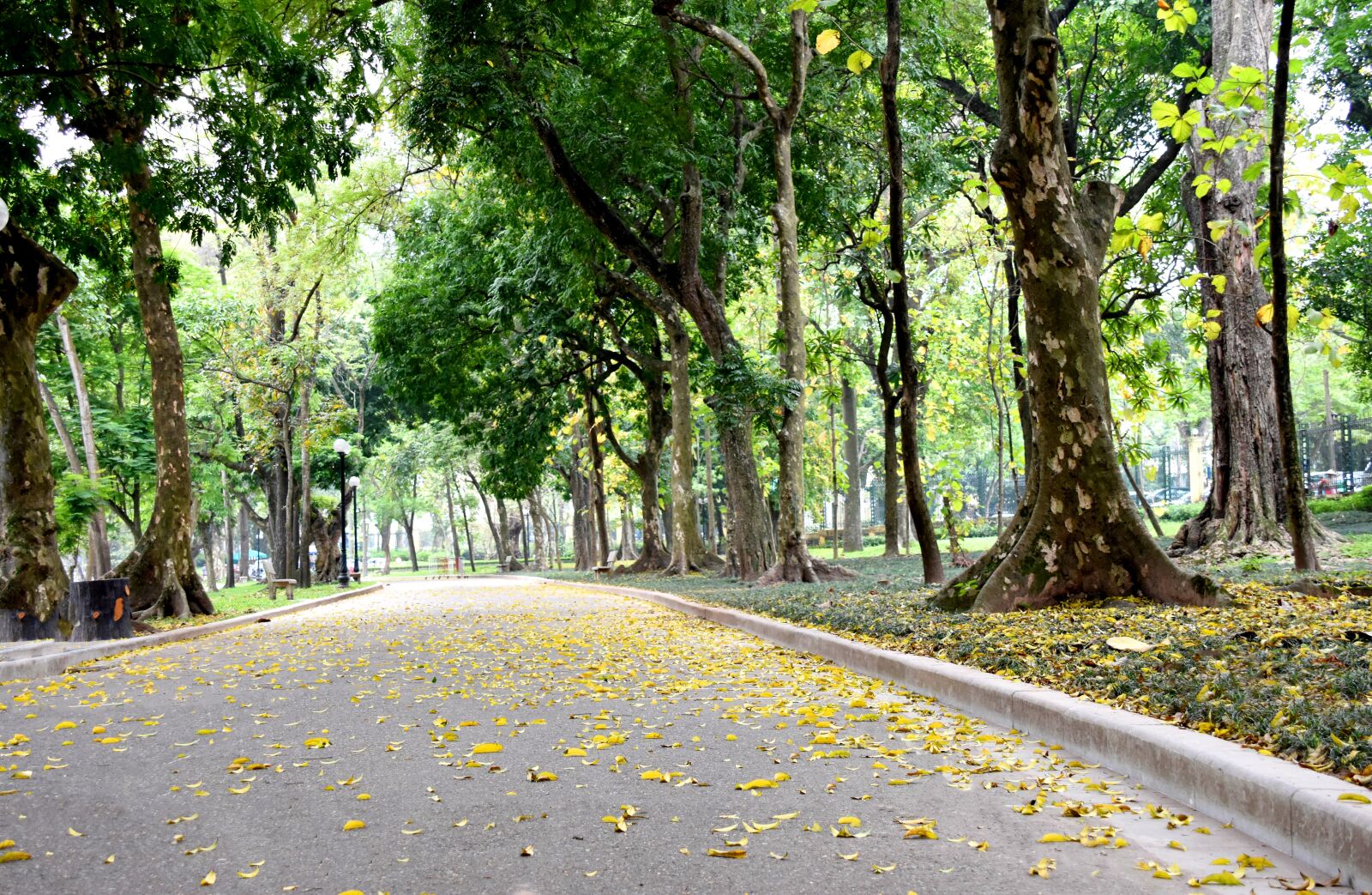 Nikon D7200 sample photo. Autumn, yellow leaves, loss photography