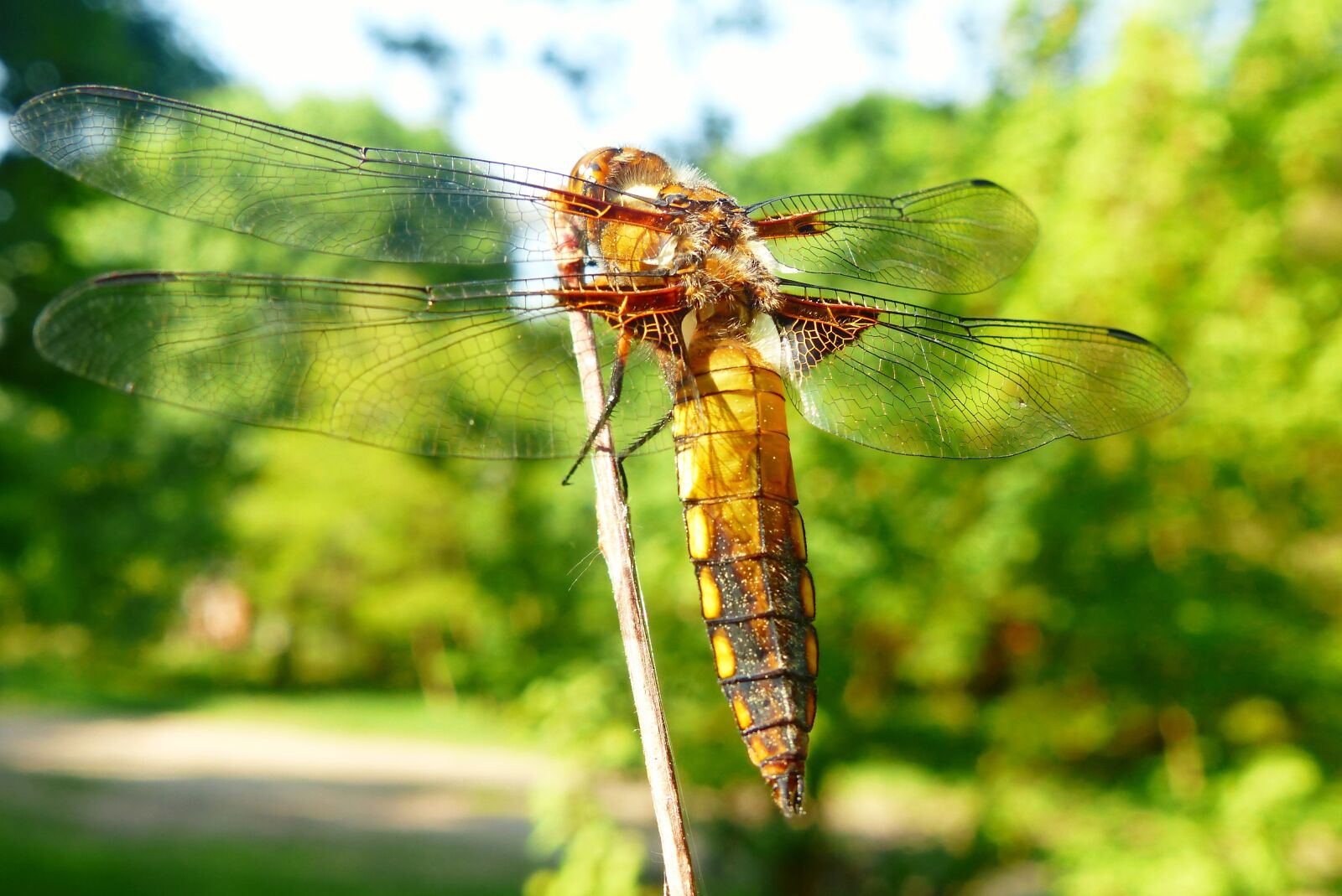 Panasonic Lumix DMC-FZ200 sample photo. Animals, invertebrates, insect photography