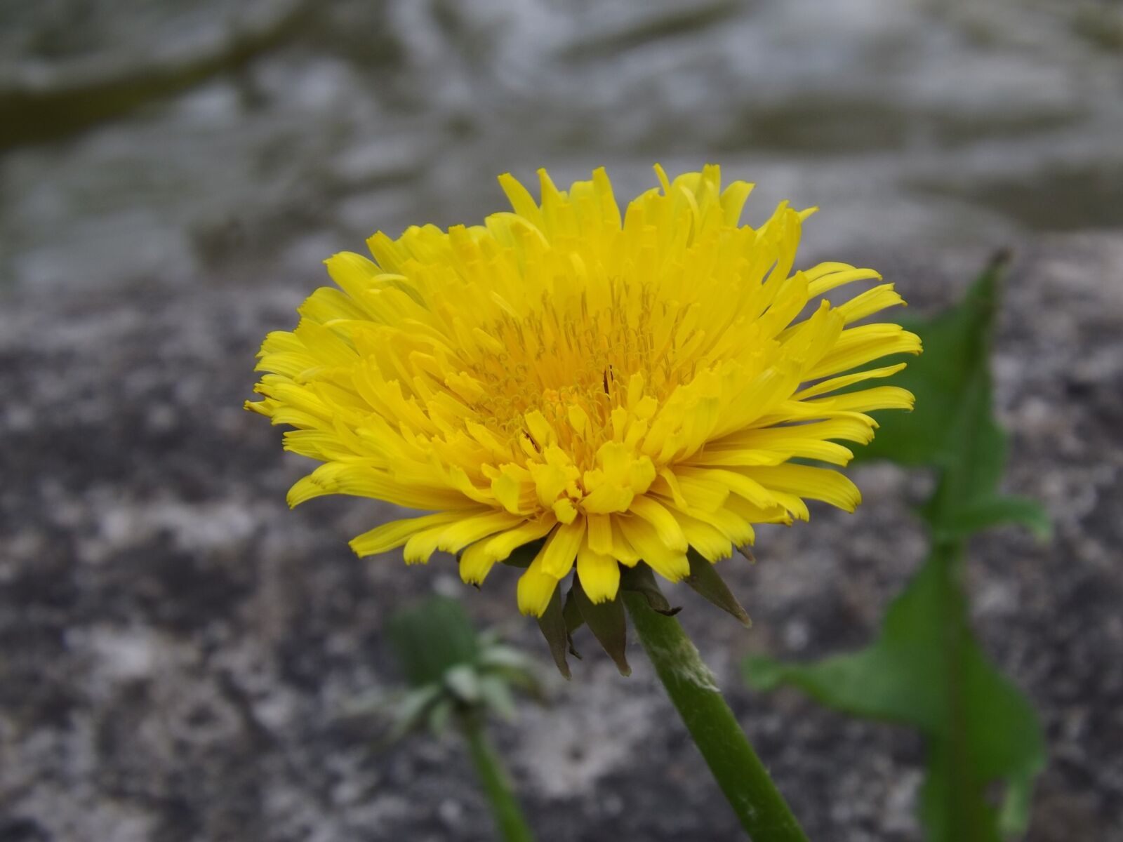 Fujifilm FinePix S4500 sample photo. Dandelion, flower, nature photography
