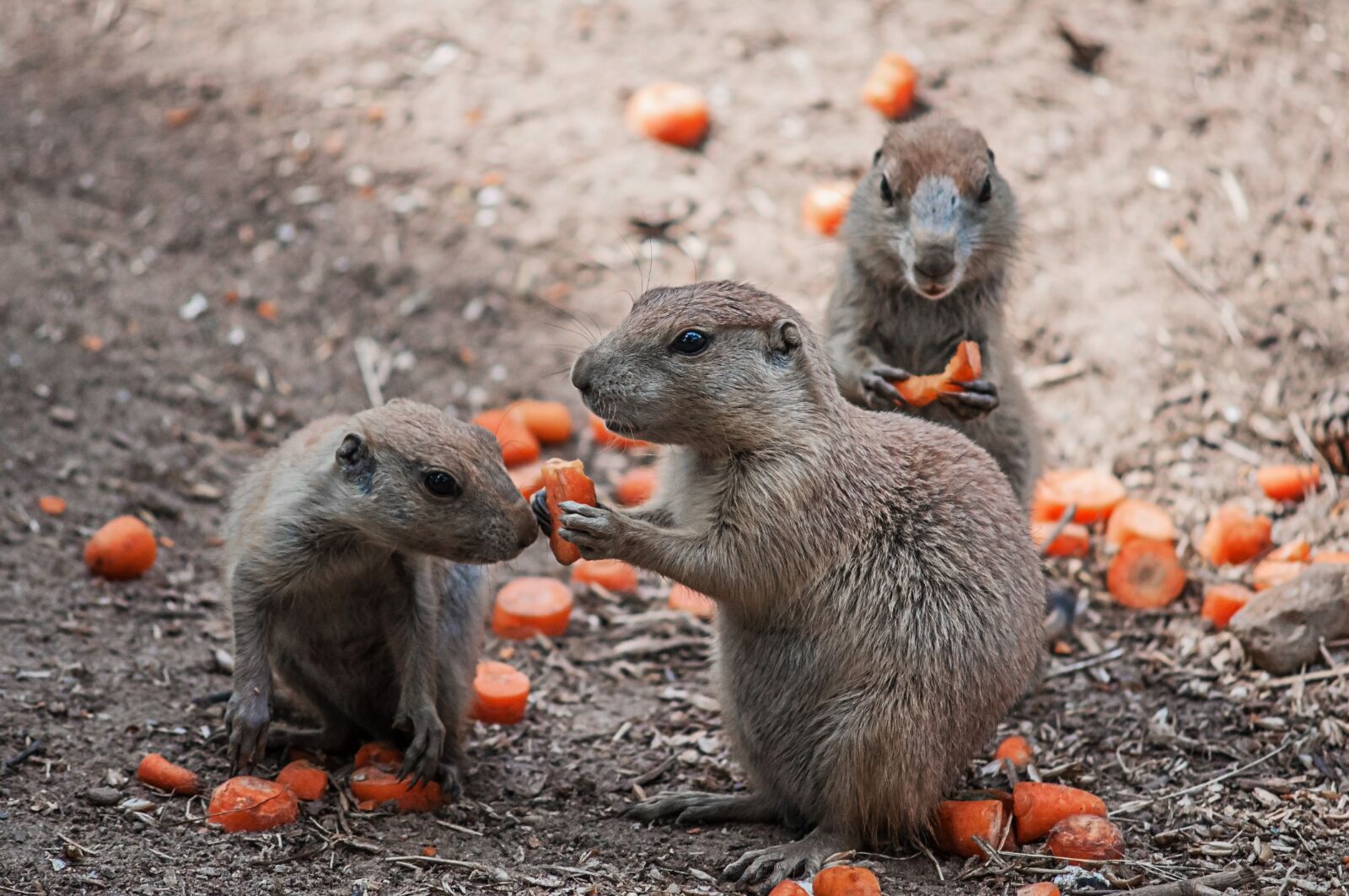 Nikon D90 sample photo. Animals, nature, group photography