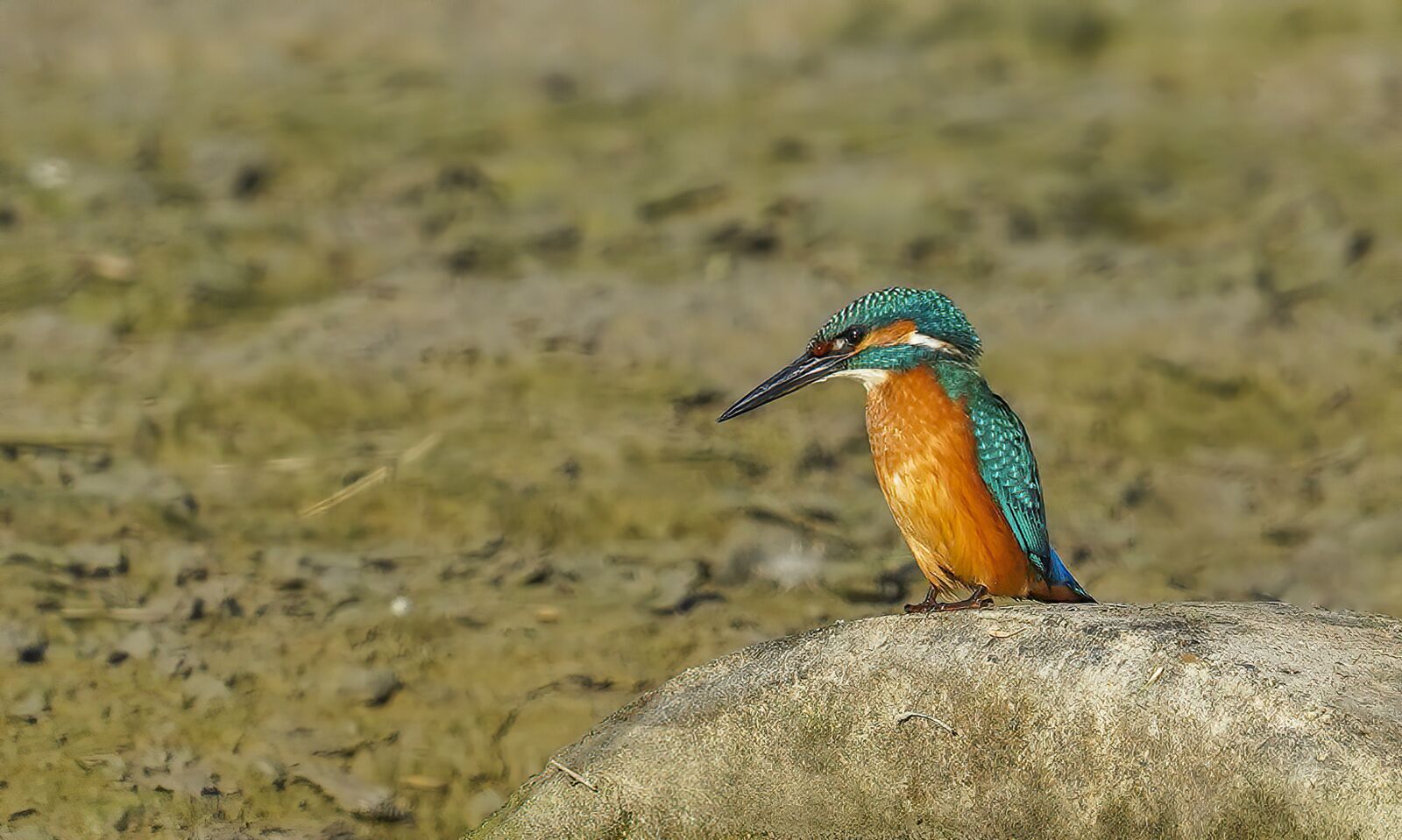 Sony FE 200-600mm F5.6-6.3 G OSS sample photo. Kingfisher, bird, perched photography