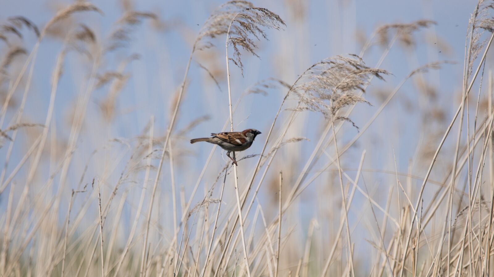 150-600mm F5-6.3 DG OS HSM | Contemporary 015 sample photo. Bird, animal world, waters photography