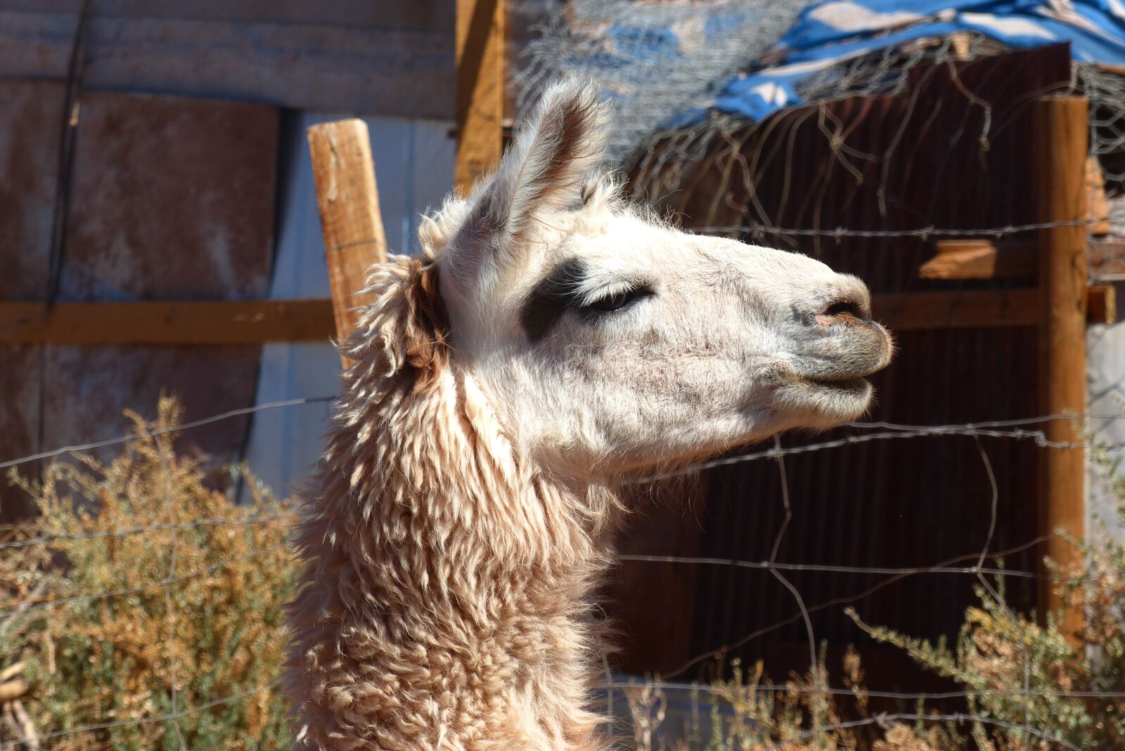 Panasonic Lumix DMC-FZ200 sample photo. Lama, animal, peru photography
