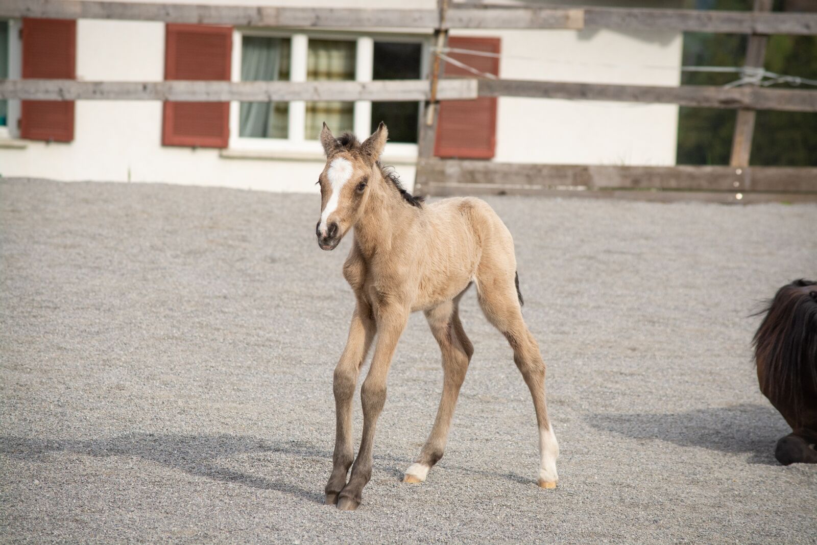 Nikon D7100 sample photo. Foal, newborn, pony photography
