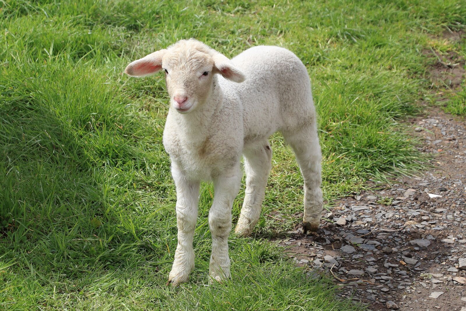 Canon EOS 700D (EOS Rebel T5i / EOS Kiss X7i) sample photo. Sheep, lamb, meadow photography