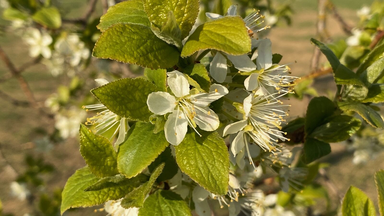 Apple iPhone 11 Pro Max sample photo. Plum blossom, plum, tree photography