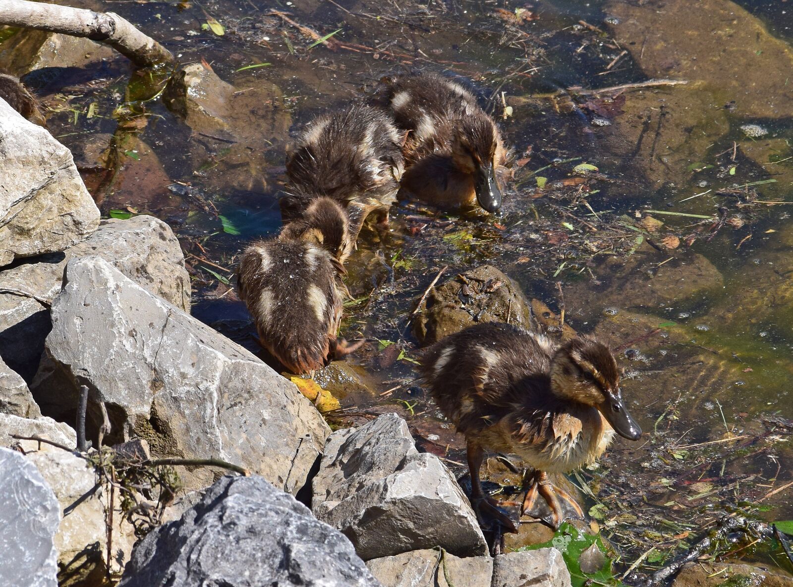 Nikon D3300 sample photo. Ducklings, mallard duck, duckling photography