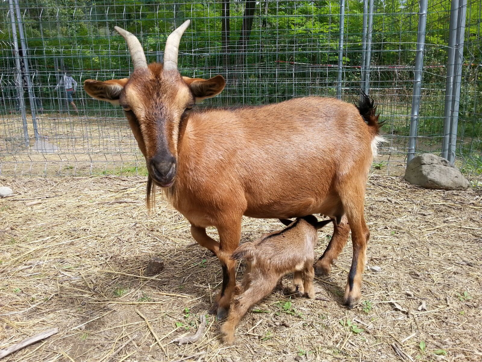 Samsung Galaxy S3 sample photo. Goats, baby, animals photography