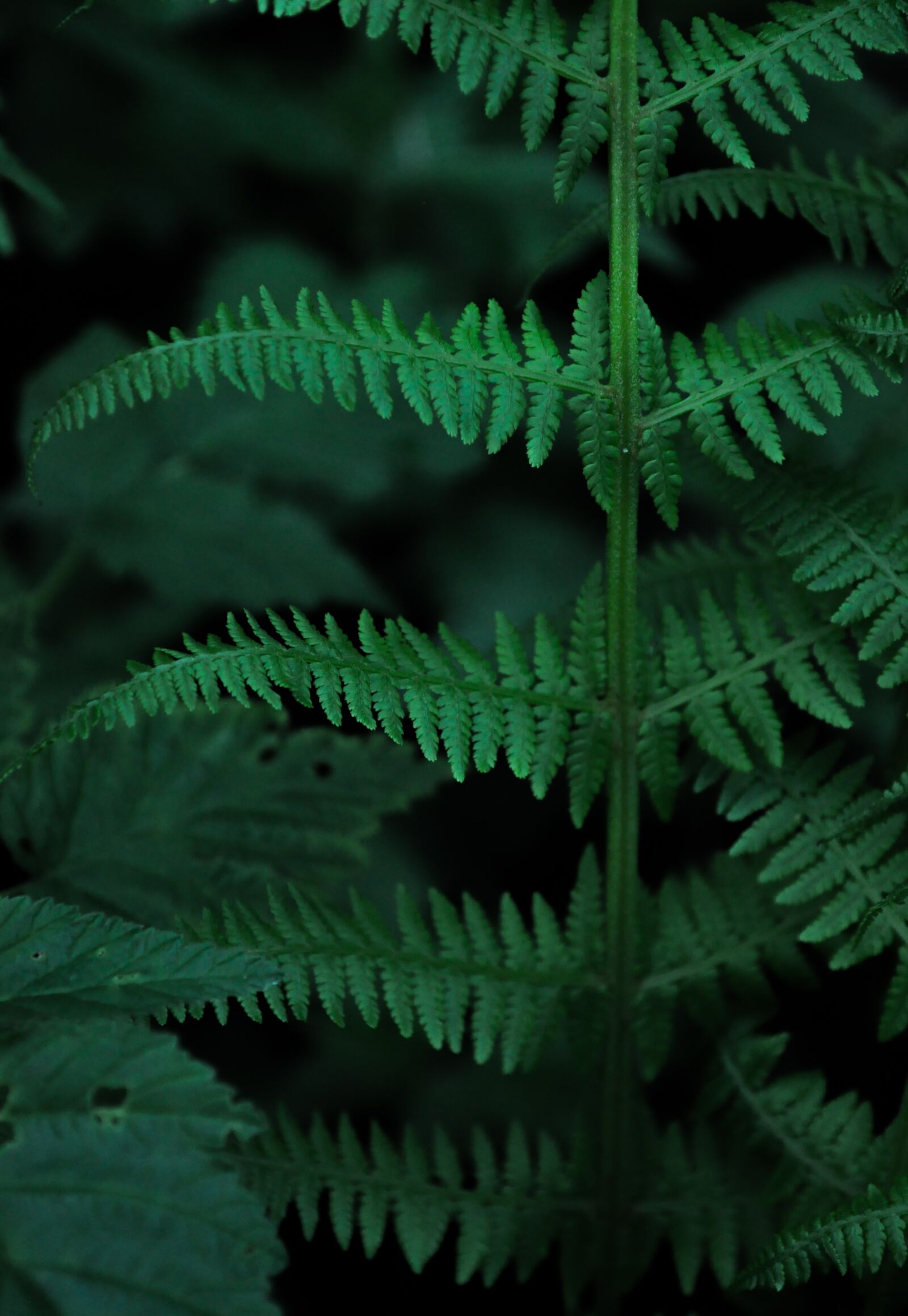 Nikon D5000 sample photo. Fern, nature, green photography