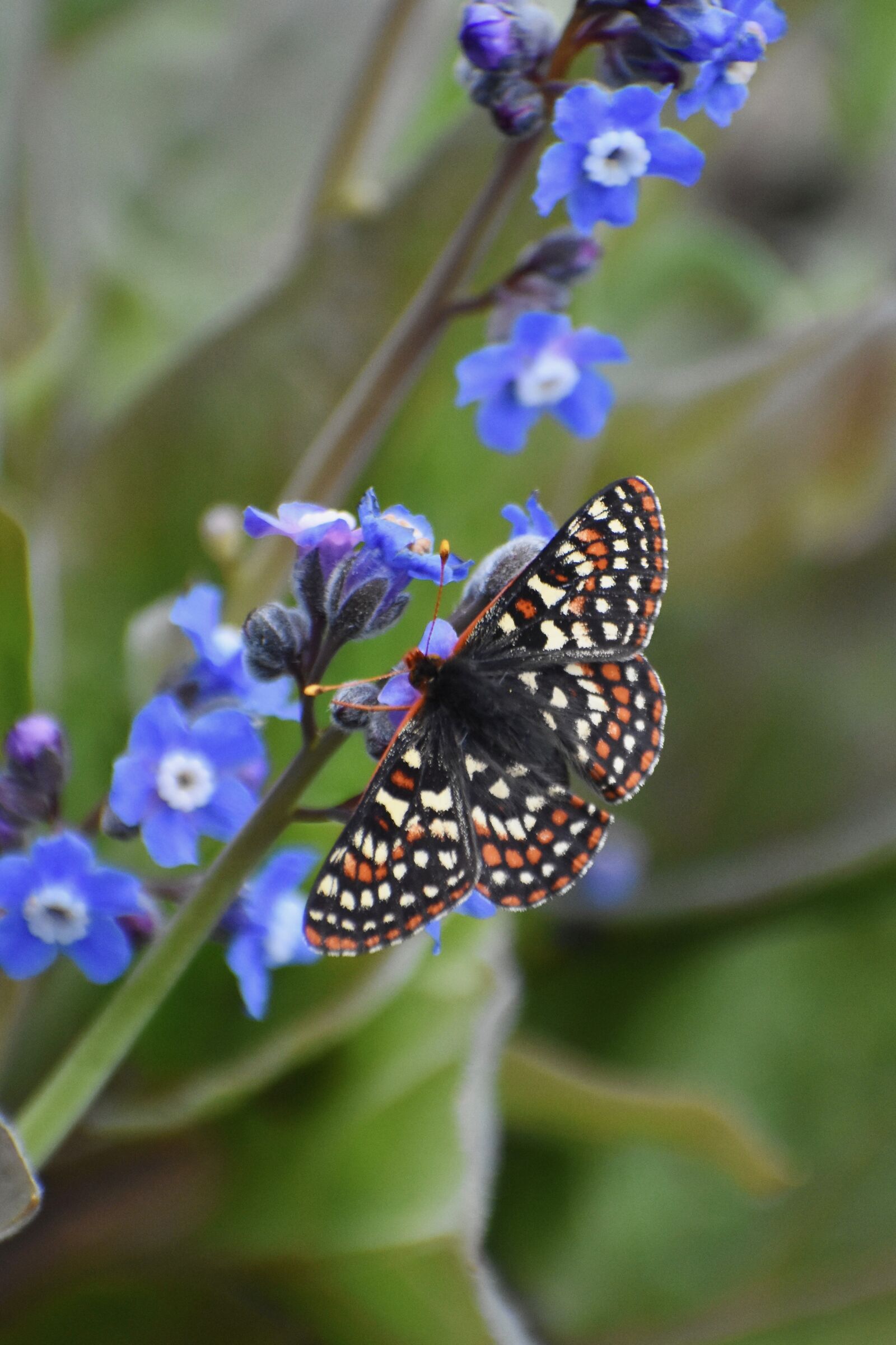 Nikon D7200 sample photo. Butterfly, checkerspot, flower photography