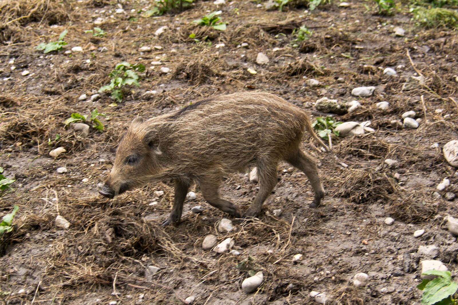 Nikon D5300 sample photo. Nature, animal world, mammal photography