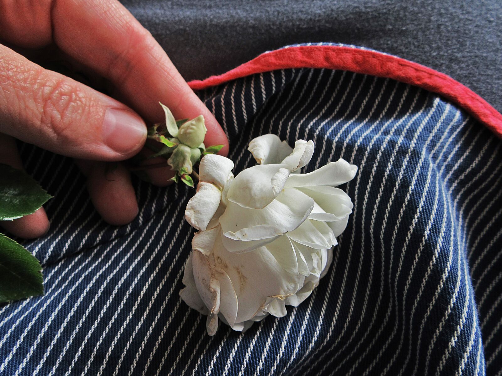 Canon PowerShot SX610 HS sample photo. Rose, white rose, apron photography