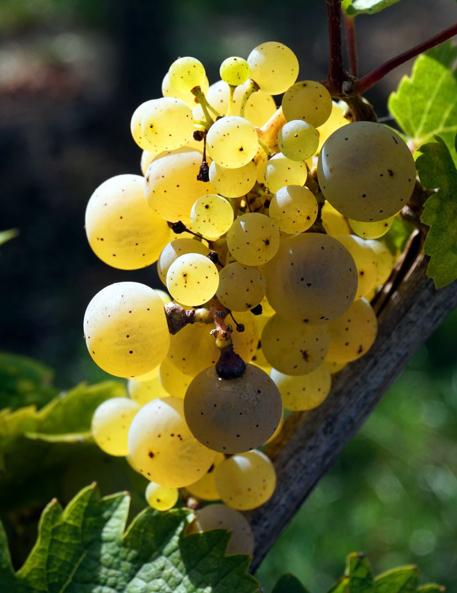 Sony Alpha a5000 (ILCE 5000) sample photo. Grape, white, wine photography