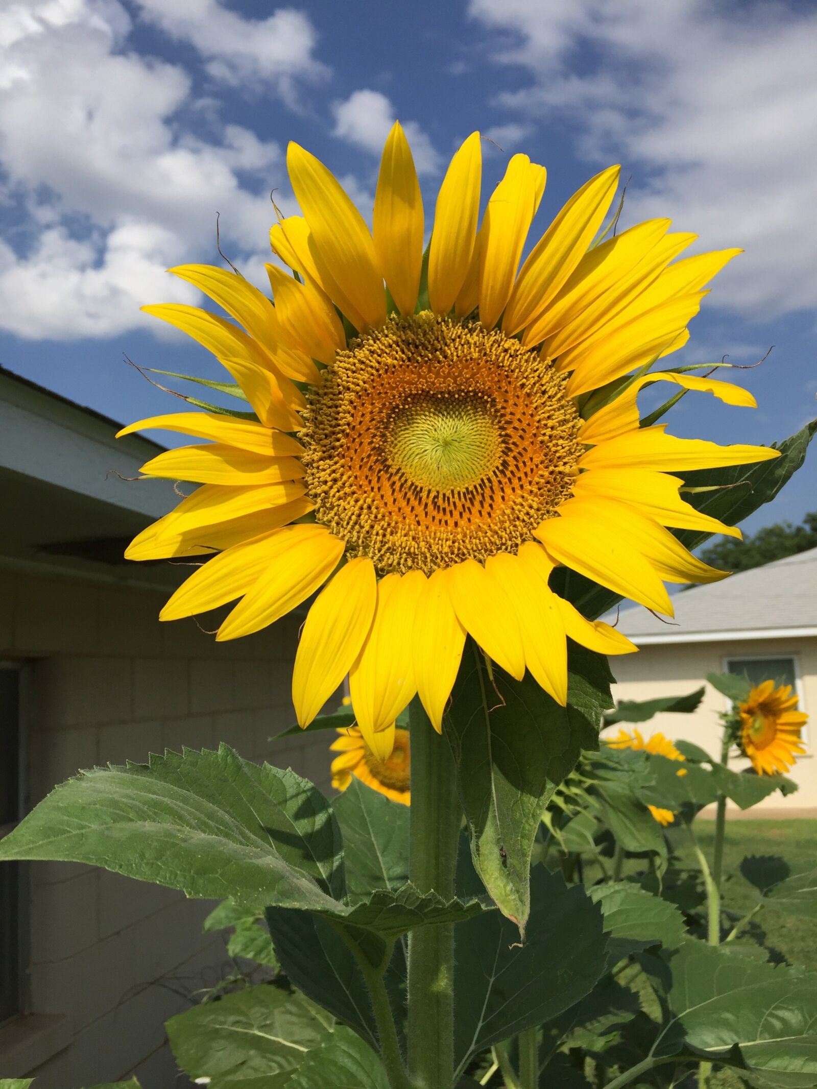 Apple iPhone 6 sample photo. Sunflower, yellow, summer photography