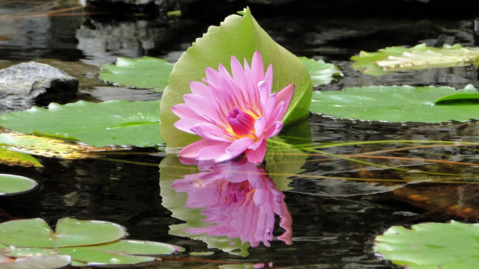 Sony Cyber-shot DSC-HX1 sample photo. Flower, lotus, summer photography