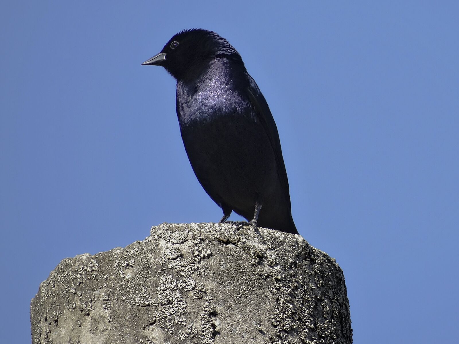Sony Cyber-shot DSC-HX300 sample photo. Black bird, grackle, chopi photography