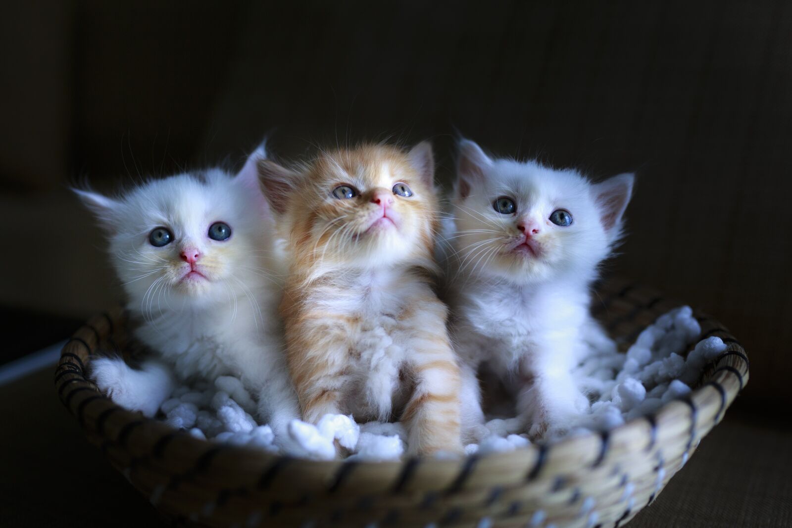 Canon EOS 5D Mark III sample photo. Cat, page, three photography