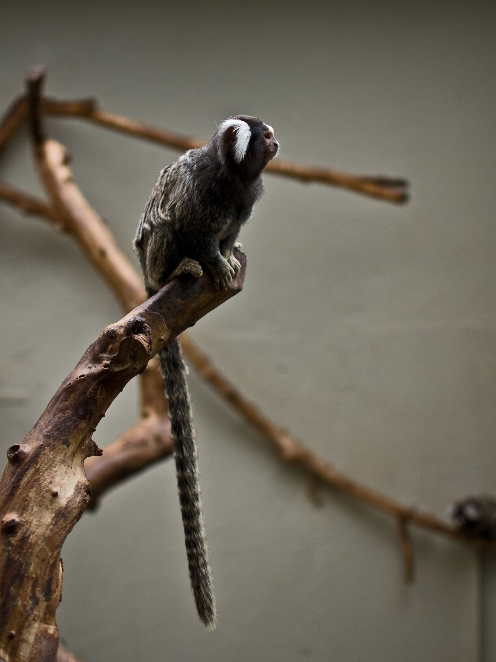 Nikon D50 sample photo. Monkey, zoo, sad photography