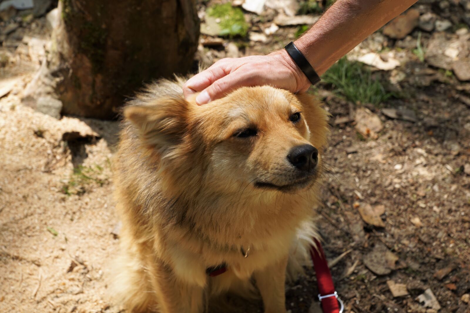 Sony ILCA-77M2 + Sony DT 16-50mm F2.8 SSM sample photo. Dog, pet, hand photography