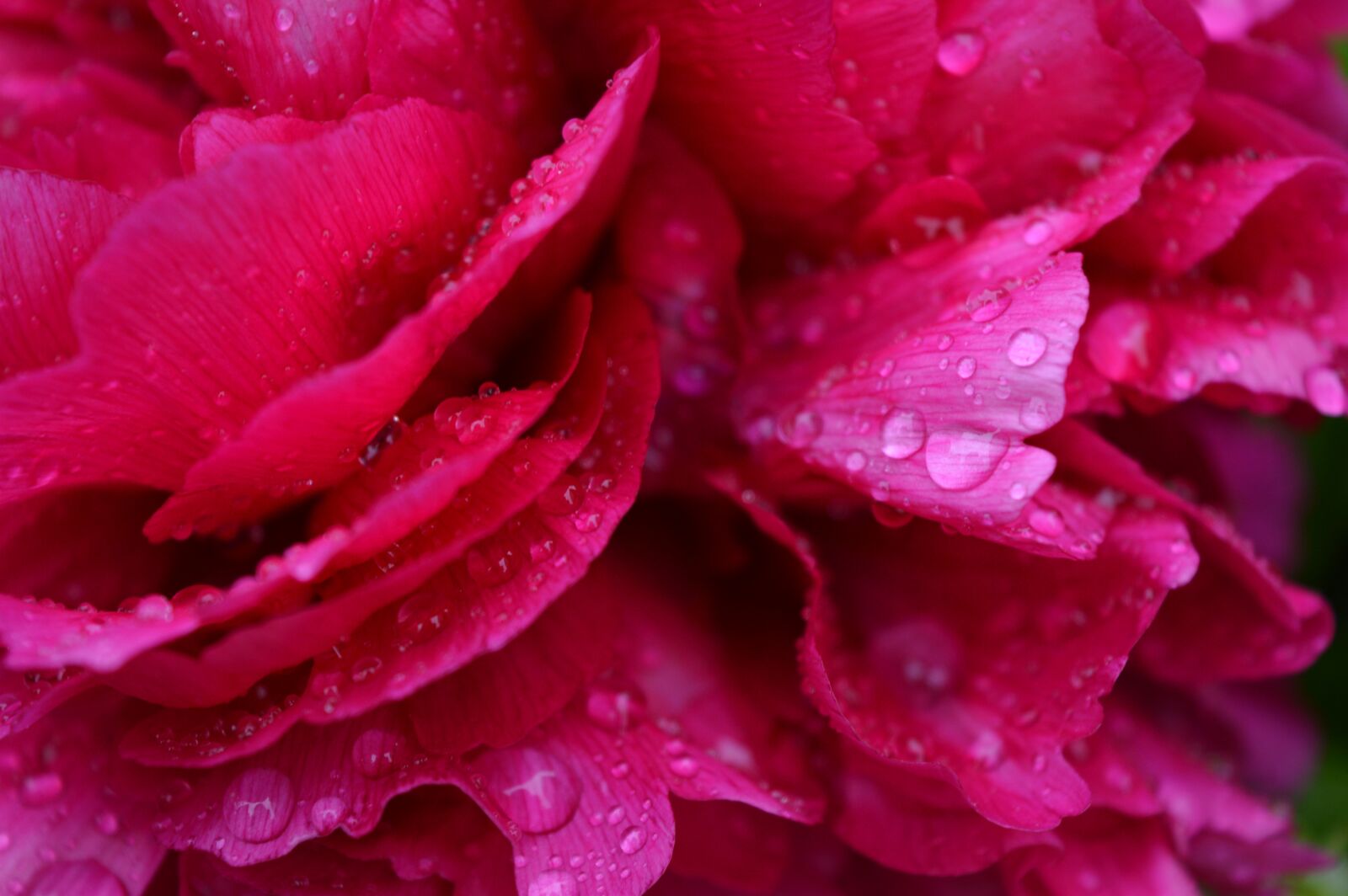 Nikon D3200 sample photo. Peony, detail, plant photography