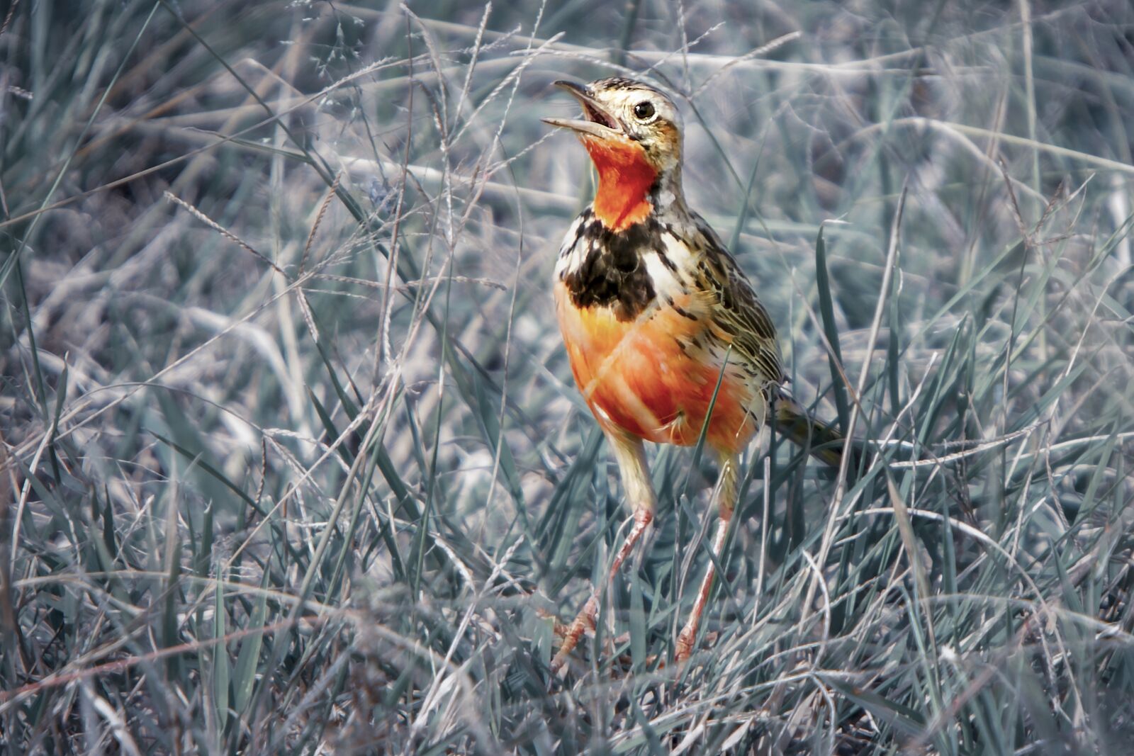 Nikon D3S sample photo. Bird, robin, animal photography